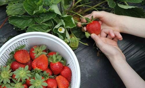 国产草莓视频福利,尽享甜蜜时光，解锁草莓种植新技能  第3张