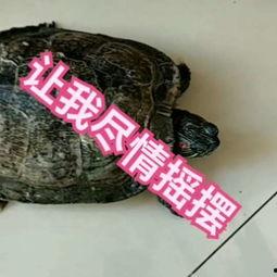 国产乌龟视频搞笑版大全,笑料横生！国产乌龟搞笑视频大盘点  第2张