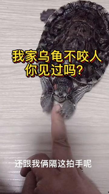 国产乌龟视频搞笑版大全,笑料横生！国产乌龟搞笑视频大盘点  第3张